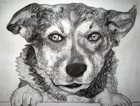 Frannie 3 - Charcoal Drawings - By Jennifer Shepherd, Realistic Drawing Artist