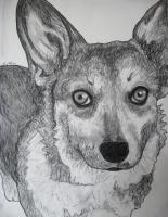 Frannie 4 - Charcoal Drawings - By Jennifer Shepherd, Realistic Drawing Artist