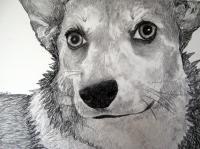 Frannie 5 - Charcoal Drawings - By Jennifer Shepherd, Realistic Drawing Artist