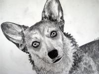 Frannie 6 - Charcoal Drawings - By Jennifer Shepherd, Realistic Drawing Artist