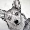 Frannie 6 - Charcoal Drawings - By Jennifer Shepherd, Realistic Drawing Artist