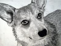 Frannie 6 - Charcoal Drawings - By Jennifer Shepherd, Realistic Drawing Artist