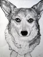 Frannie 8 - Charcoal Drawings - By Jennifer Shepherd, Realistic Drawing Artist