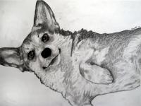 Frannie 9 - Charcoal Drawings - By Jennifer Shepherd, Realistic Drawing Artist