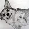 Frannie 9 - Charcoal Drawings - By Jennifer Shepherd, Realistic Drawing Artist