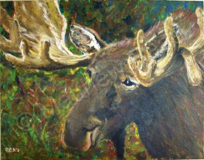 Wildlife - Moose Study - Acrylic