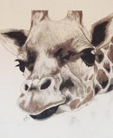 Giraffe - Pencil  Paper Drawings - By Steph Deskins, Traditional Drawing Artist