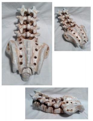 4 - Tailbone - Clay