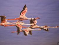 Flying Flamingos - Watercolor Paintings - By Wayne Vander Jagt, Impressionistic Painting Artist