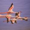 Flying Flamingos - Watercolor Paintings - By Wayne Vander Jagt, Impressionistic Painting Artist