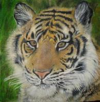 Tiger - Oil Paint On Canvas Paintings - By Sachi Weerasooriya, Realism Painting Artist