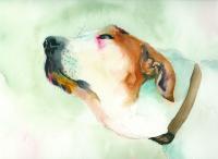 Animals - Old Joe - Watercolor