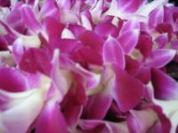 Pink Orchids - Digital Photography - By Megan Elsbury, Nature Photography Artist