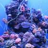 Life Under The Surface - Digital Photography - By Megan Elsbury, Nature Photography Artist