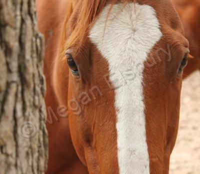 Photography - Peek-A-Boo - Digital