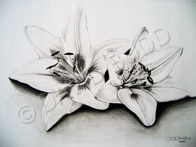 1 - White Lillies - Graphite Pencil