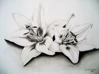 White Lillies - Graphite Pencil Drawings - By David Budd, Realism Drawing Artist