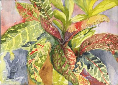 Floral Watercolour - Josephs Technicolor Dreamcoat Plant - Water Colour