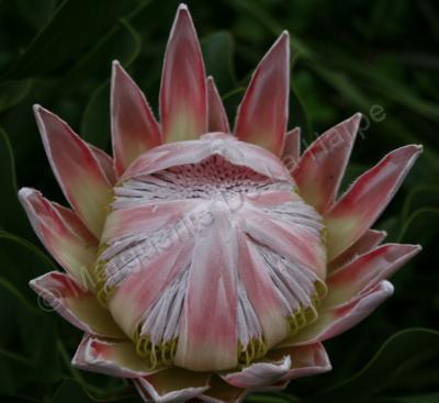 Floral Photography - King Protea Opening - Digital Photography