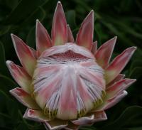 Floral Photography - King Protea Opening - Digital Photography