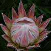 King Protea Opening - Digital Photography Photography - By Marguerite De La Harpe, Photos Photography Artist