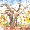 Baobab Tree Of Africa - Water Colour Mixed Media - By Marguerite De La Harpe, Free Original Style Mixed Media Artist