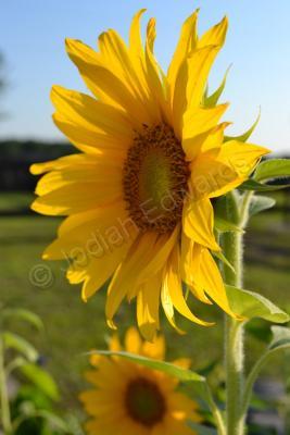 Photography - Sunflower Series 1 - Photography