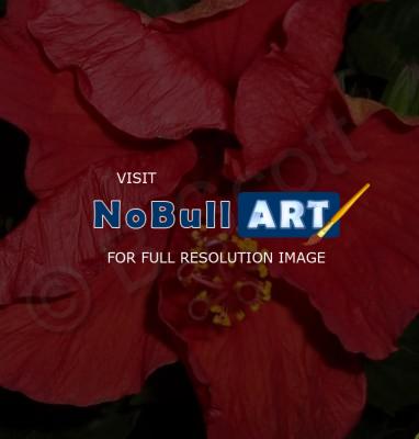 Flowers - Hibiscus In Crimson - Digital Photography