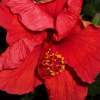 Hibiscus In Crimson - Digital Photography Photography - By B Scott, Digital Photography With Flowe Photography Artist
