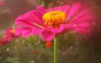 Flowers - Pink Gloe - Digital Photography