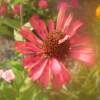Love Me Love Me Not - Digital Photography Photography - By B Scott, Digital Photography With Flowe Photography Artist