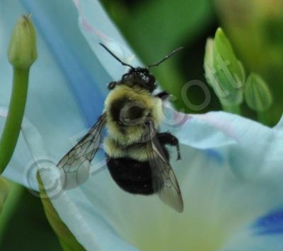 Bees - Bee Mine - Digital Photography