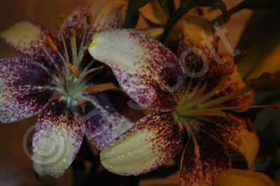 Flowers - Lilly At Dusk - Digital Photography