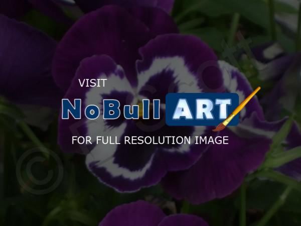 Flowers - Purple Pansy - Digital Photography