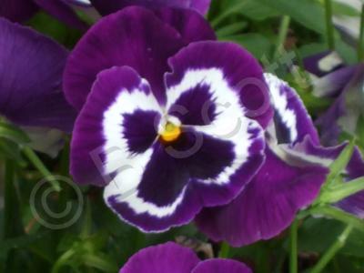 Flowers - Purple Pansy - Digital Photography