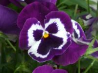 Flowers - Purple Pansy - Digital Photography