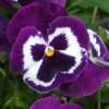 Purple Pansy - Digital Photography Photography - By B Scott, Digital Photography With Flowe Photography Artist