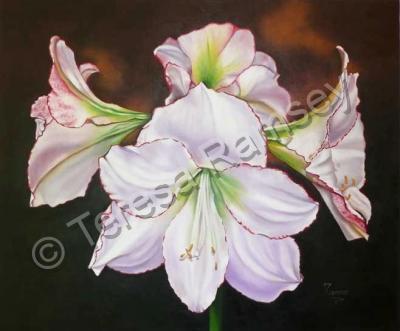 Floral - Radiant Amaryllies - Oil On Canvas