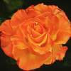 Deep Orange Rose - Oil On Canvas Paintings - By Teresa Ramsey, Realism Painting Artist