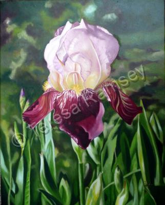 Floral - Red Deep Iris - Oil On Canvas