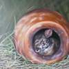 Rabbit Cozy Home - Oil On Canvas Paintings - By Teresa Ramsey, Realism Painting Artist