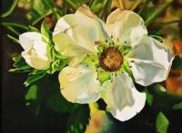 Strawberry Blossom - Oil On Canvas Paintings - By Teresa Ramsey, Realism Painting Artist