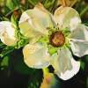 Strawberry Blossom - Oil On Canvas Paintings - By Teresa Ramsey, Realism Painting Artist