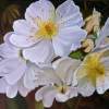 Cherokee Rose - Oil On Canvas Paintings - By Teresa Ramsey, Realism Painting Artist