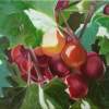 Muscadine Grapes - Oil On Canvas Paintings - By Teresa Ramsey, Realism Painting Artist