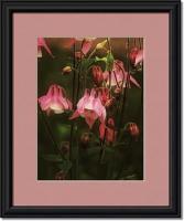 Sweet Columbine - Digital Photography Photography - By Pamela Phelps, Rustic Photography Artist