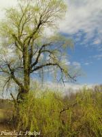 Rustic Countryside - The Old Willow Tree - Digital Photography