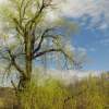 The Old Willow Tree - Digital Photography Photography - By Pamela Phelps, Color Photography Photography Artist