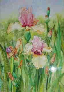 Margarets Watercolor Art - Pink And Purple Iris Garden - Water Color