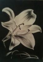 Drawings - Lilly - Charcoal